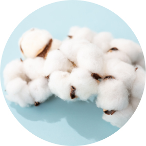 コットンソフィーナ イメージ写真