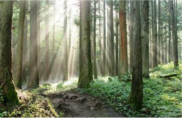 天然無垢材イメージ