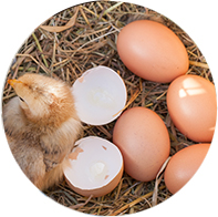 機能壁イメージ